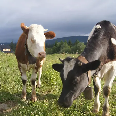 Pribisko Guest house 3*