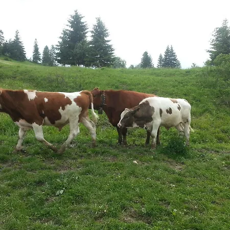 Vendégház Pribisko Bölényfalu